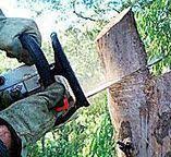 Newington Forest, VA Tree Care Company